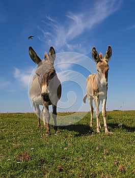 Baby and mother donkeys on pasture