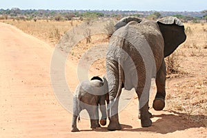 Baby and mother Elephant