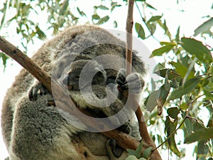 Baby and mother koala in eucalyptus tree, Australia