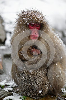 baby and mother of monkey hug in white snow fall in japan wildlife natural park