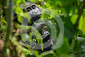 Baby and mother mountain gorilla peaking through the foliage