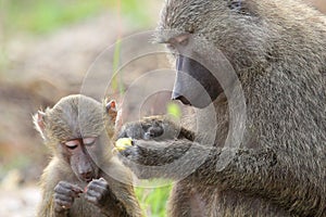 Baby and mother olive baboon (Papio Anubis)