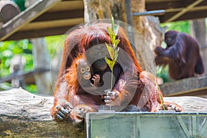 Baby and Mother orangutan