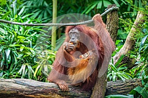 Baby and mother Orangutan eating fruits