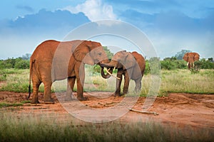 Baby and mother red elephant Travelling Kenya and Tanzania Safari tour in Africa Elephants group in the savanna excursion
