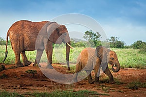 Baby and mother red elephant Travelling Kenya and Tanzania Safari tour in Africa Elephants group in the savanna excursion