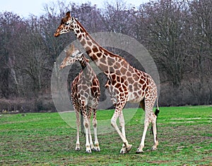 Baby and mother reticulated giraffes