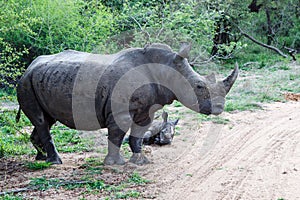 Baby and mother rhinoceros with oxpecker