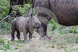 Baby and mother rhinoceros with oxpecker