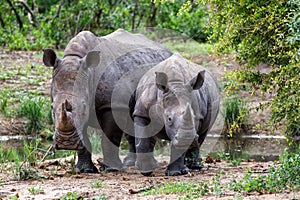 Baby and mother white rhinoceros