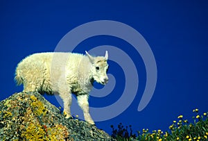 Baby Mountain Goat