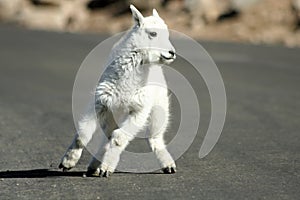 Baby Mountain Goat photo