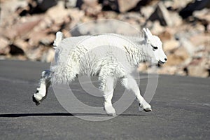 Baby Mountain Goat