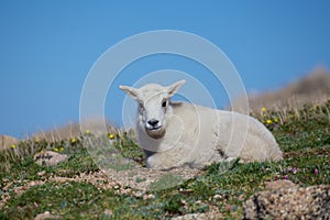 Baby Mountain Goat