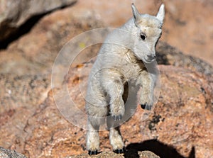 Baby Mountain Goat Kid Leaping on Rocks