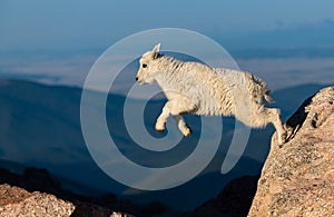 Baby Mountain Goat Lamb Jumping on Rocks