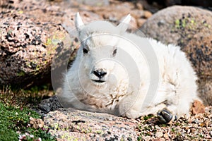 Baby Mountain Goat Lamb in the Rocky Mountains