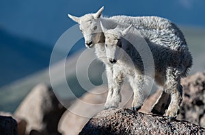 Baby Mountain Goat Lambs in the Rocky Mountains