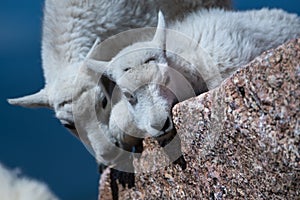 Baby Mountain Goat Lambs Showing Affection