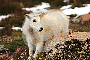 Baby Mountain Goat on Mt. Evans