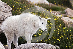Baby Mountain Goat on Mt. Evans