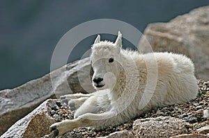 Baby Mountain Goat on Mt. Evans