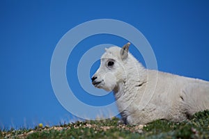 Baby Mountain Goat Portrait