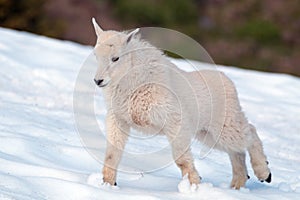 Baby Mountain Goat stretching in Olympic National Park snowfield in Washington State