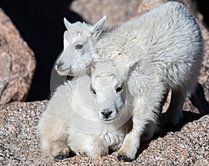 Baby Mountain Goat Twins Showing Affection