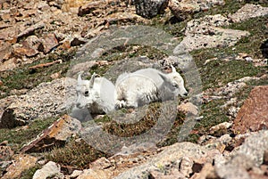 baby mountain goats on Mt. Evans in Colorado USA