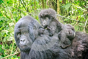 Baby Mountain gorilla on the back of his mother.