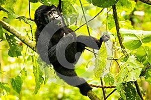 A baby mountain gorilla in Bwindi Nationalpark Uganda