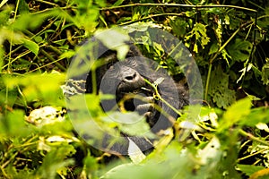 A baby mountain gorilla in Bwindi Nationalpark Uganda