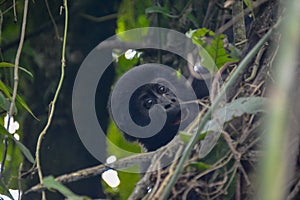 Baby mountain gorilla cute expression in the trees