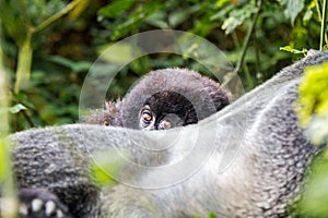 Baby Mountain gorilla hiding behind a Silverback