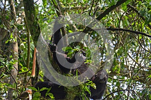 Baby mountain gorilla looking cute while hanging with mom in the trees