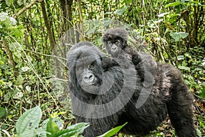 Baby Mountain gorilla sitting on his mother.