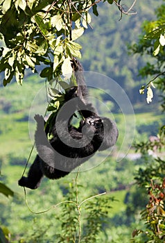 A baby mountain gorilla on a tree. Uganda. Bwindi Impenetrable Forest National Park.