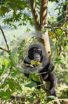 A baby mountain gorilla on a tree. Uganda. Bwindi Impenetrable Forest National Park.
