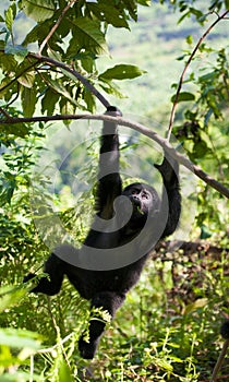 A baby mountain gorilla on a tree. Uganda. Bwindi Impenetrable Forest National Park.