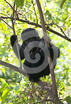 A baby mountain gorilla on a tree. Uganda. Bwindi Impenetrable Forest National Park.