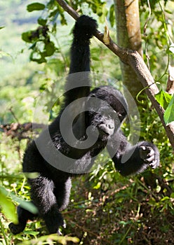 A baby mountain gorilla on a tree. Uganda. Bwindi Impenetrable Forest National Park.