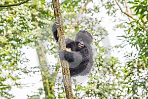 Baby Mountain gorilla in a tree in the Virunga National Park.