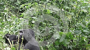 Baby mountian gorilla and silverback, Bwindi Impenetrable National Park, Uganda