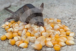 Baby mouse eating corn