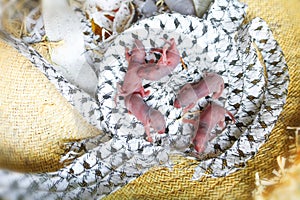 Baby mouse or little newborn rats sleep in rat nest on fabric or silk cloth