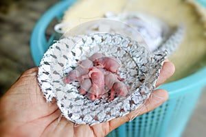 Baby mouse or little newborn rats sleep in rat nest on fabric or silk cloth