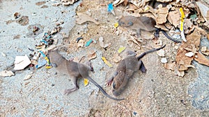 A baby mouse lying on a dirty floor, surrounded by small pieces of paper or plastic.