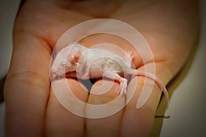 Newborn Baby Mouse