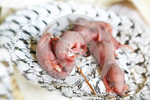 Baby mouse sleep in rat nest on fabric or silk cloth in the house